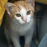 Bella jolie chatonne blanche et rousse #4