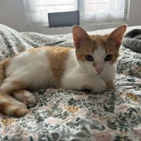 Bella jolie chatonne blanche et rousse