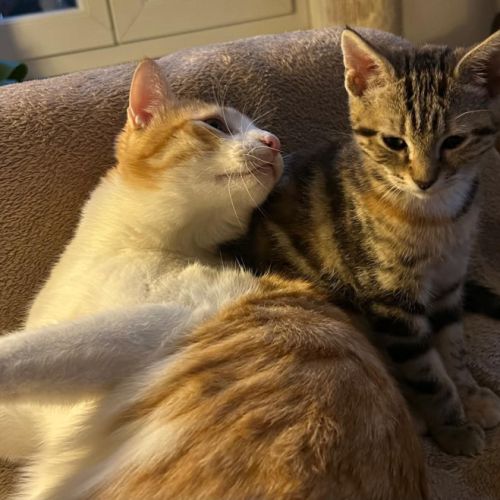 Miki 1 an et mila 3 mois : un duo inséparable #3