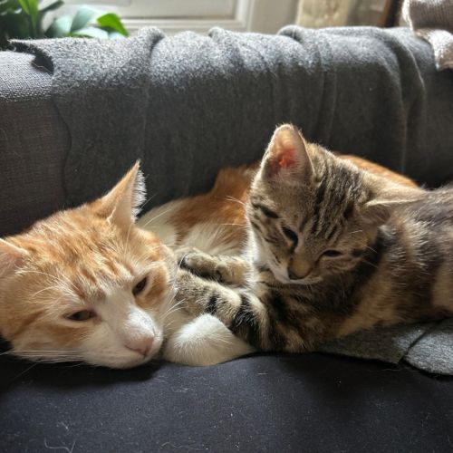 Miki 1 an et mila 3 mois : un duo inséparable #6