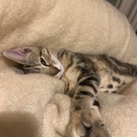 Miki 1 an et mila 3 mois : un duo inséparable #4