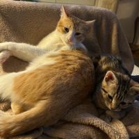 Miki 1 an et mila 3 mois : un duo inséparable #5