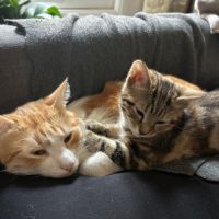 Miki 1 an et mila 3 mois : un duo inséparable #6