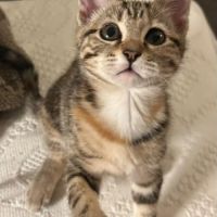 Miki 1 an et mila 3 mois : un duo inséparable #10