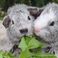 Duo de bébés femelles rex