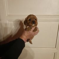 3 adorables males ruby cherchent bonne famille #5