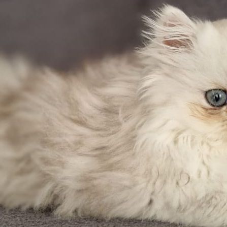 Chatons persans blancs chinchilla et silver #1
