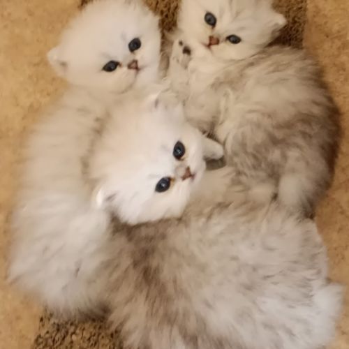 Chatons persans blancs chinchilla et silver #2