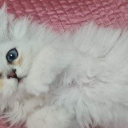 Chatons persans blancs chinchilla et silver #0