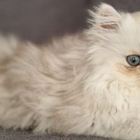 Chatons persans blancs chinchilla et silver #1