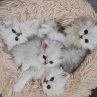 Chatons persans blancs chinchilla et silver #3
