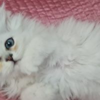 Chatons persans blancs chinchilla et silver