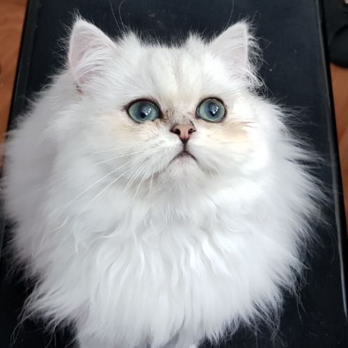 Chat persan blanc pour saillie #1