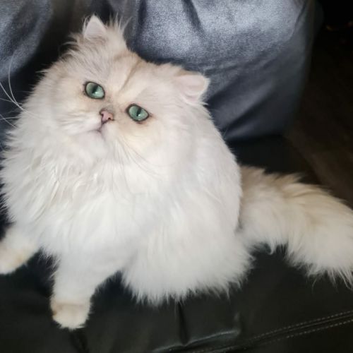 Chat persan blanc pour saillie #2