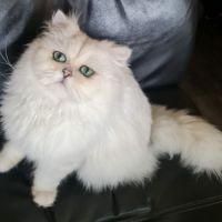 Chat persan blanc pour saillie #2