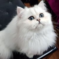 Chat persan blanc pour saillie