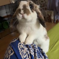Recherche lapin mâle pour saillie
