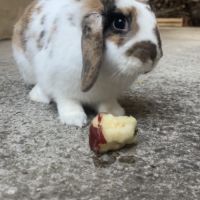 Recherche lapin mâle pour saillie #2