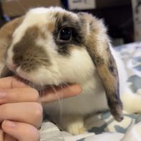 Recherche lapin mâle pour saillie #3
