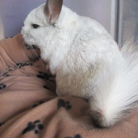 Bébé chinchilla pie , pure angora (rpa) #1
