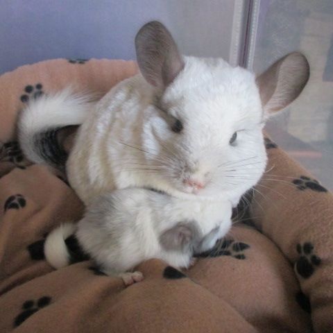 Bébé chinchilla pie , pure angora (rpa) #2