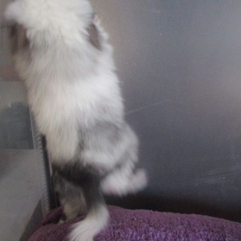 Bébé chinchilla pie , pure angora (rpa) #4