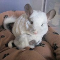 Bébé chinchilla pie , pure angora (rpa) #2