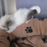 Bébé chinchilla pie , pure angora (rpa)