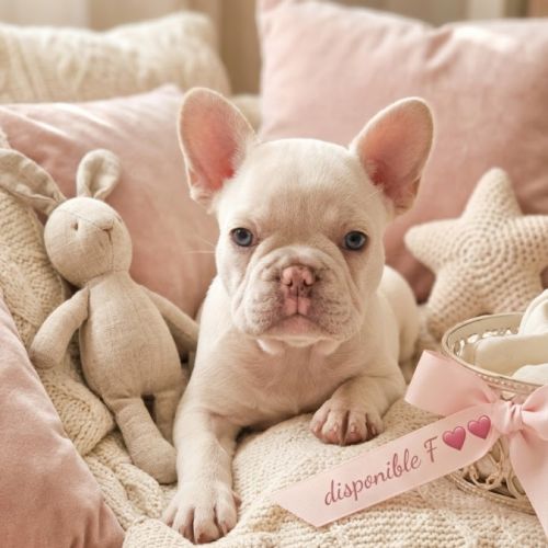 Magnifiques chiots type bouledogue français exo #1