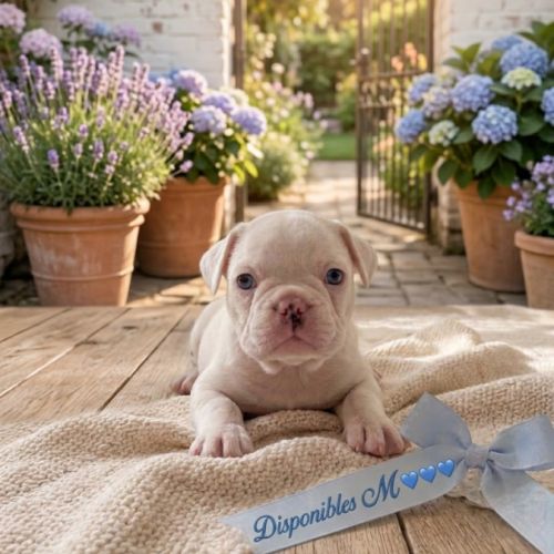 Magnifiques chiots type bouledogue français exo #4