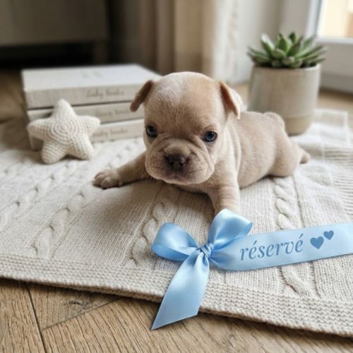 Magnifiques chiots type bouledogue français exo #5