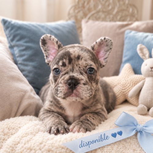 Magnifiques chiots type bouledogue français exo #6