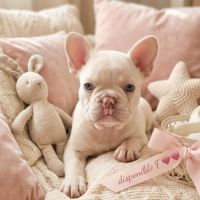 Magnifiques chiots type bouledogue français exo #1