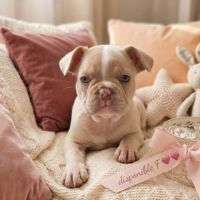Magnifiques chiots type bouledogue français exo