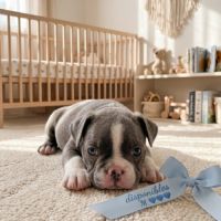 Magnifiques chiots type bouledogue français exo #3