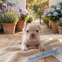 Magnifiques chiots type bouledogue français exo #4