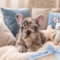 Magnifiques chiots type bouledogue français exo #6