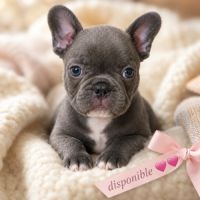 Magnifiques chiots type bouledogue français exo #7