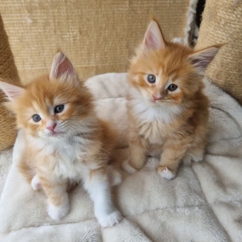 Chatons femelles maine coon loof #2