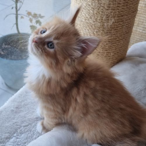 Chatons femelles maine coon loof #3