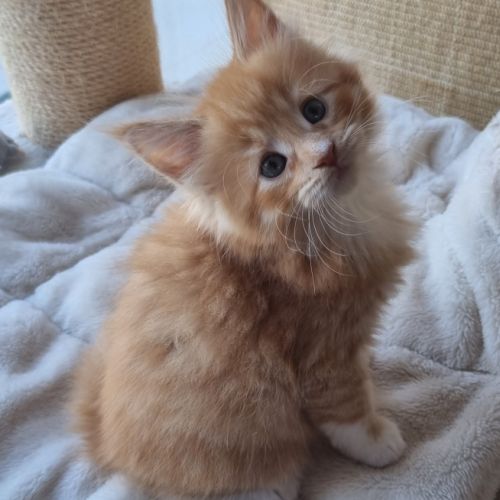 Chatons femelles maine coon loof #4