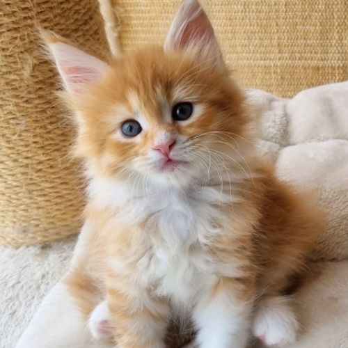 Chatons femelles maine coon loof #5