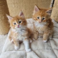 Chatons femelles maine coon loof