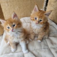 Chatons femelles maine coon loof #2