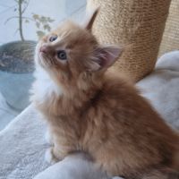 Chatons femelles maine coon loof #3