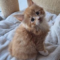 Chatons femelles maine coon loof #4