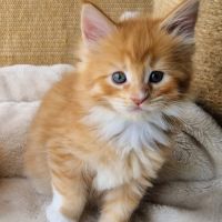 Chatons femelles maine coon loof #6