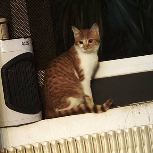 Salsifis- grand chaton timide #2