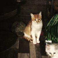 Salsifis- grand chaton timide #1