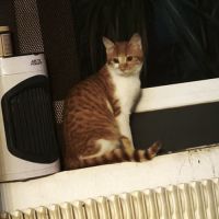 Salsifis- grand chaton timide #2